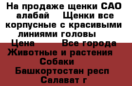 На продаже щенки САО (алабай ). Щенки все корпусные с красивыми линиями головы . › Цена ­ 30 - Все города Животные и растения » Собаки   . Башкортостан респ.,Салават г.